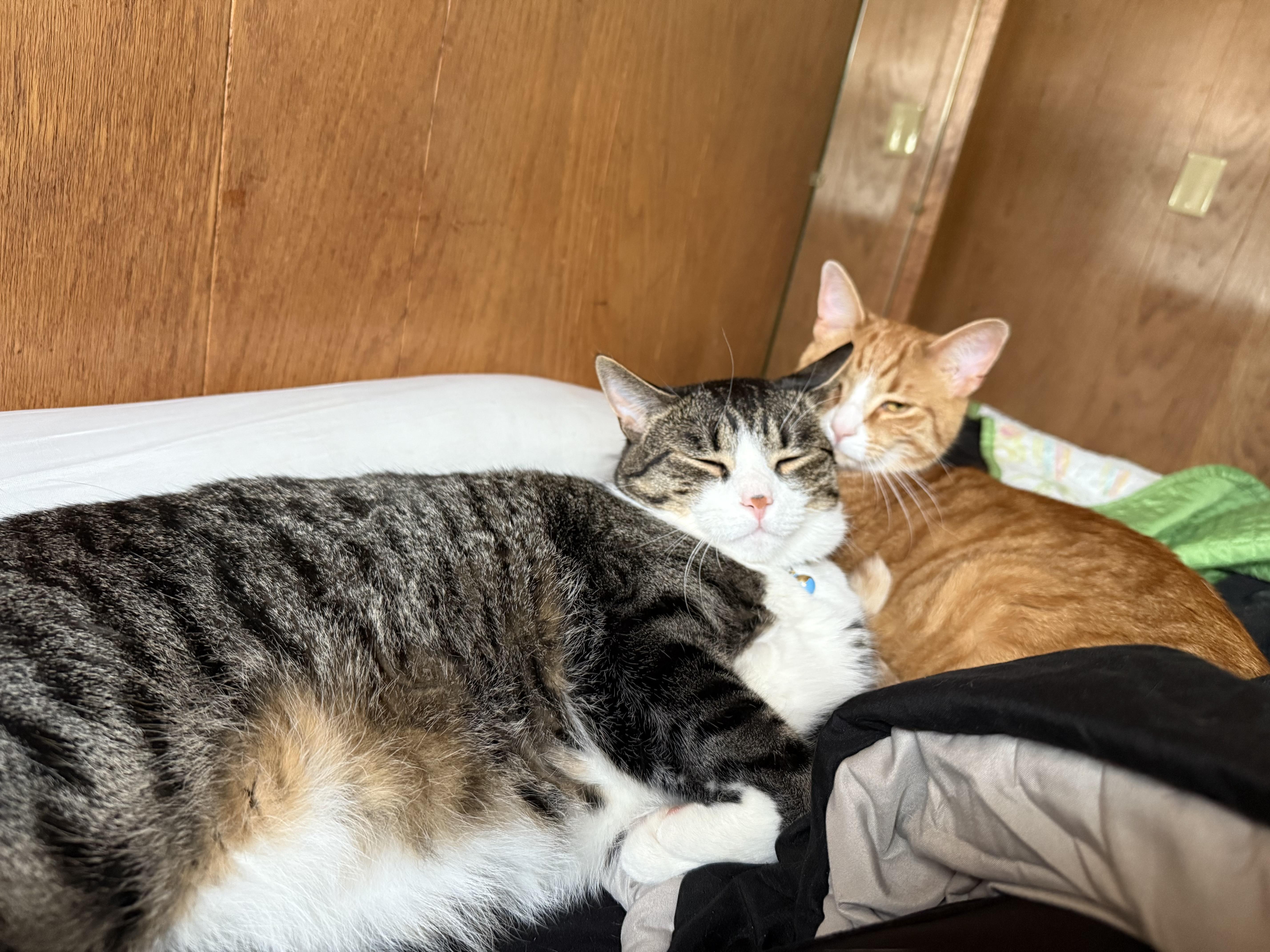 Binks & Ollie, ADOPTABLE, Young Male Domestic Short Hair.