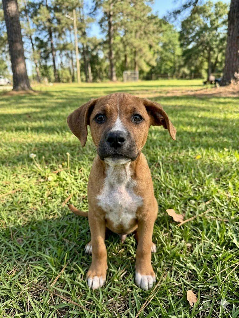 Enlarge Sampson, a Adoptable mixed breed in Center, TX image 1/1