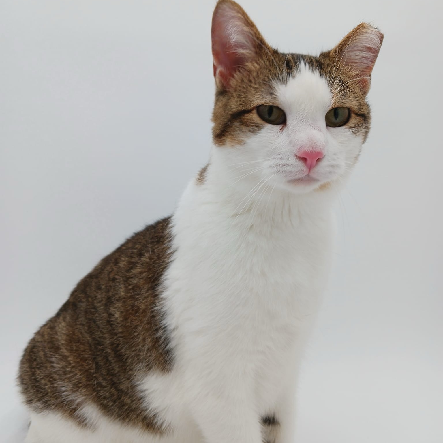 Enlarge Panda, a Adoptable mixed breed in Springfield, MO image 11/12