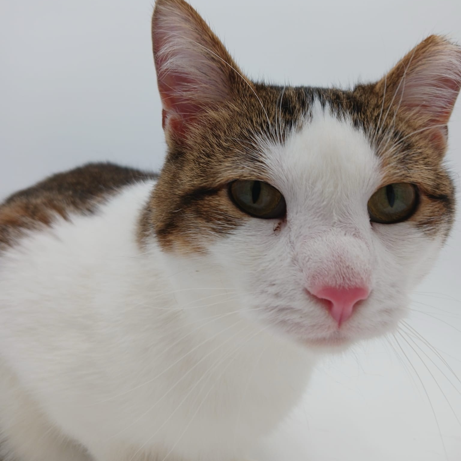 Enlarge Panda, a Adoptable mixed breed in Springfield, MO image 9/12