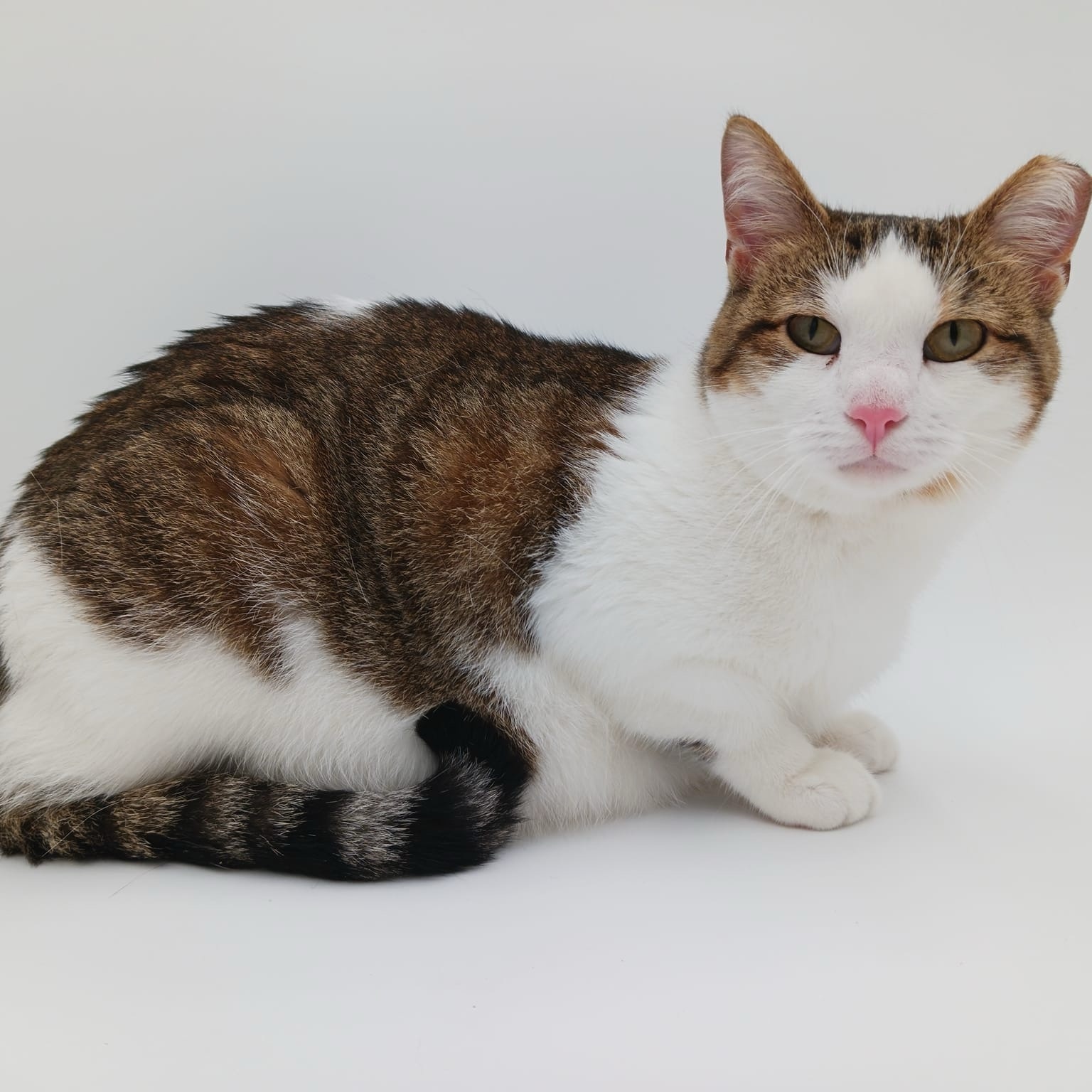 Panda, a Adoptable mixed breed in Springfield, MO image 1/12