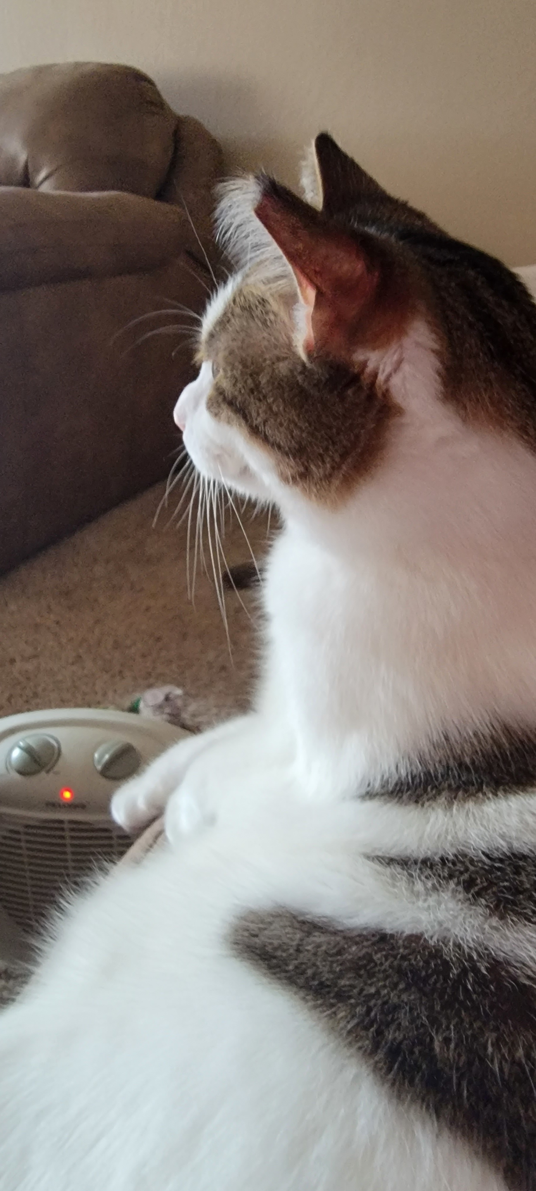 Enlarge Panda, a Adoptable mixed breed in Springfield, MO image 10/12