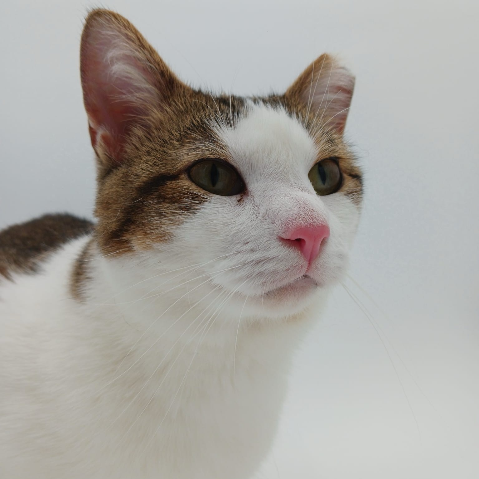 Enlarge Panda, a Adoptable mixed breed in Springfield, MO image 8/12