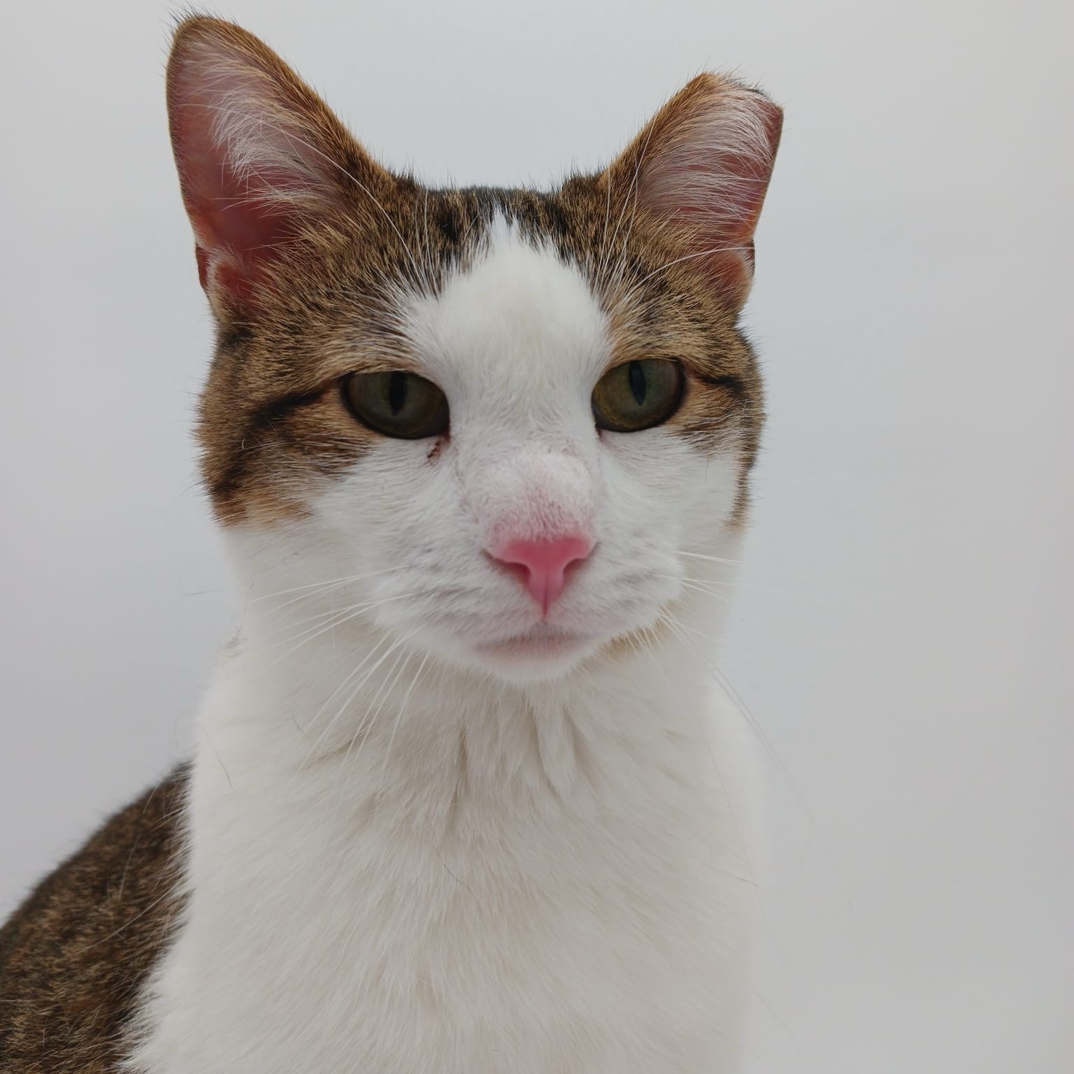 Enlarge Panda, a Adoptable mixed breed in Springfield, MO image 12/12