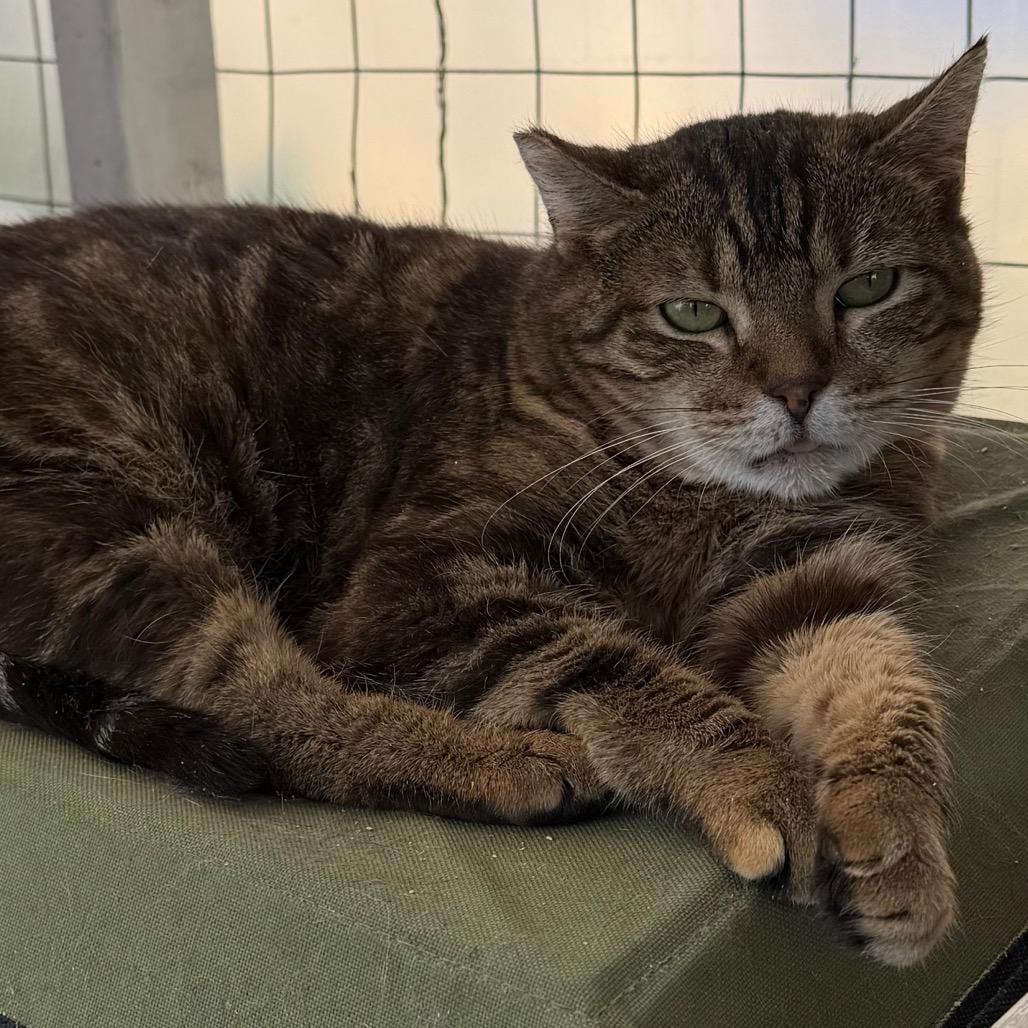 Geraldine, Adoptable, Adult Female Domestic Short Hair.
