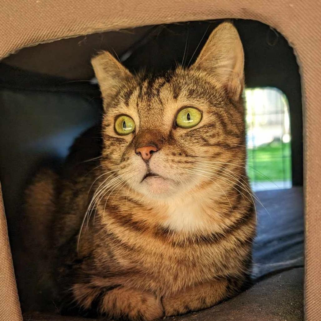 Geraldine, Adoptable, Adult Female Domestic Short Hair.