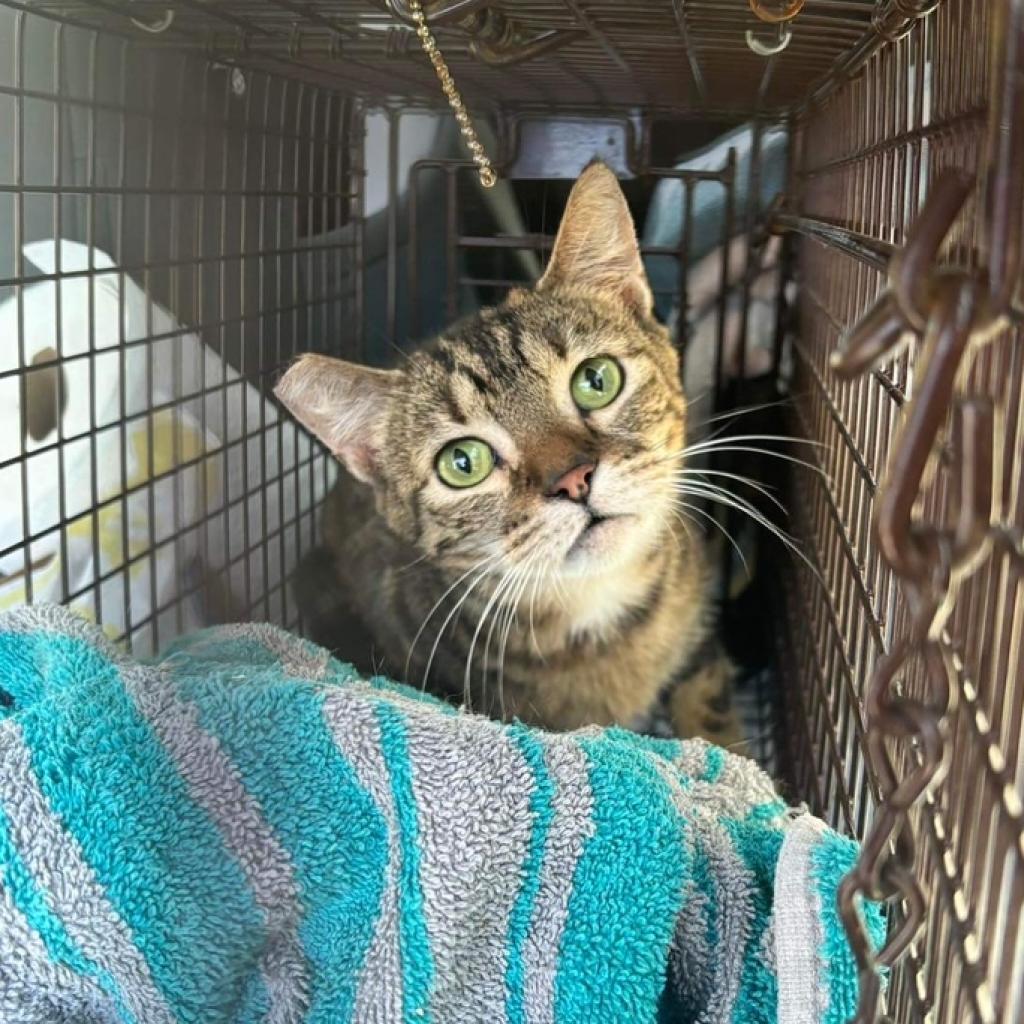 Enlarge Geraldine, a Adoptable mixed breed in Nampa, ID image 2/2