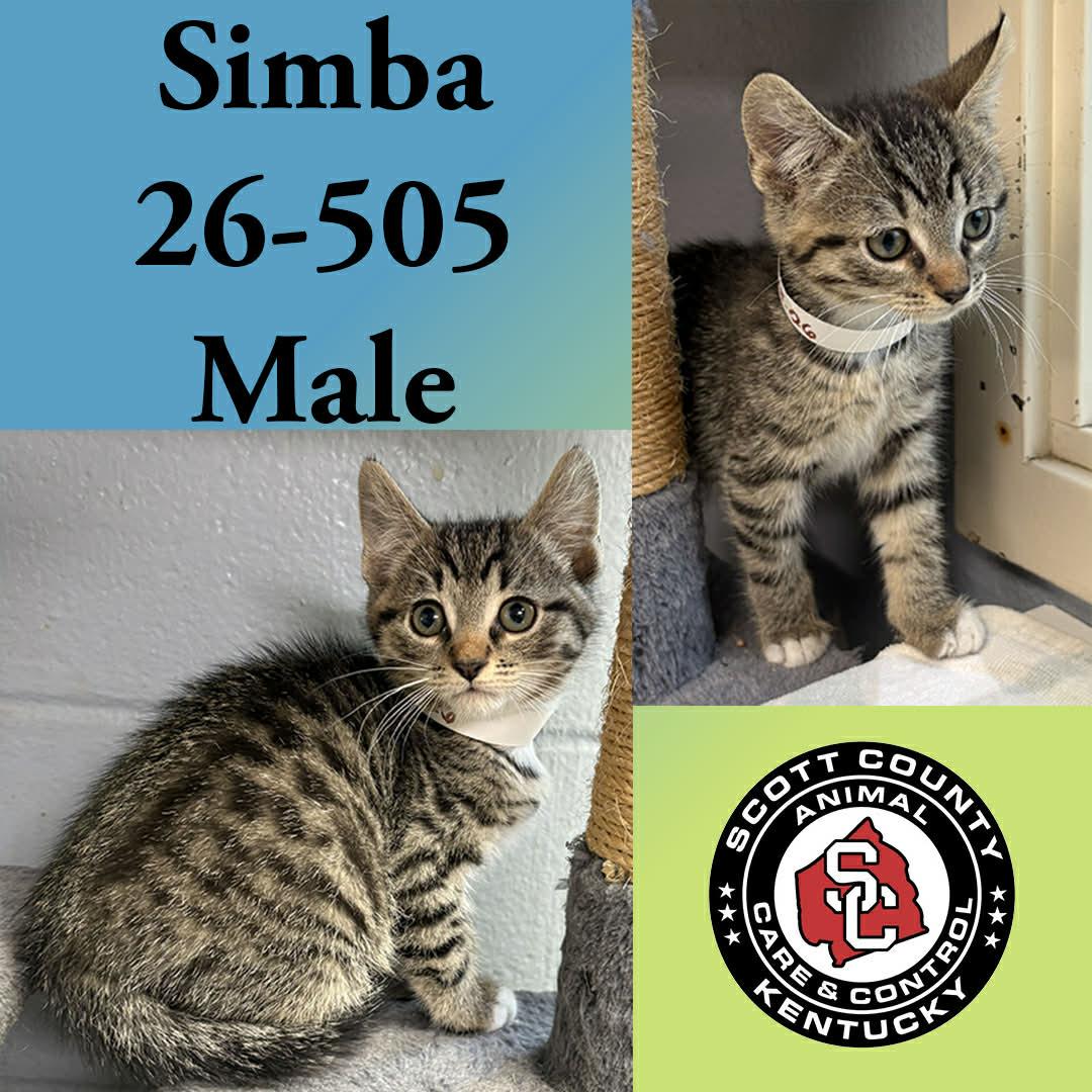 Enlarge Simba, a Adoptable Domestic Short Hair in Georgetown, KY image 1/1