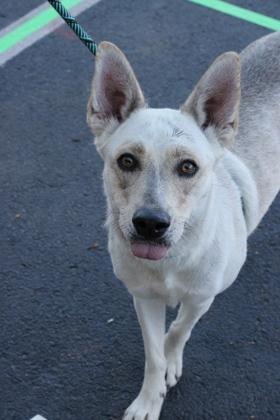 Miku*, a Adoptable mixed breed in El Paso, TX image 1/3