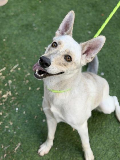 Enlarge Miku*, a Adoptable mixed breed in El Paso, TX image 3/3