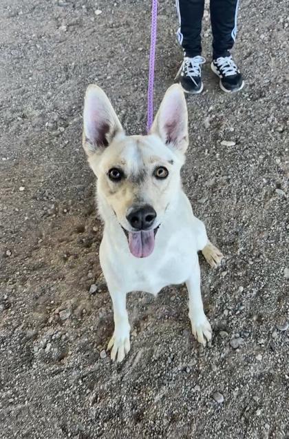 Miku*, a Adoptable mixed breed in El Paso, TX image 3/3