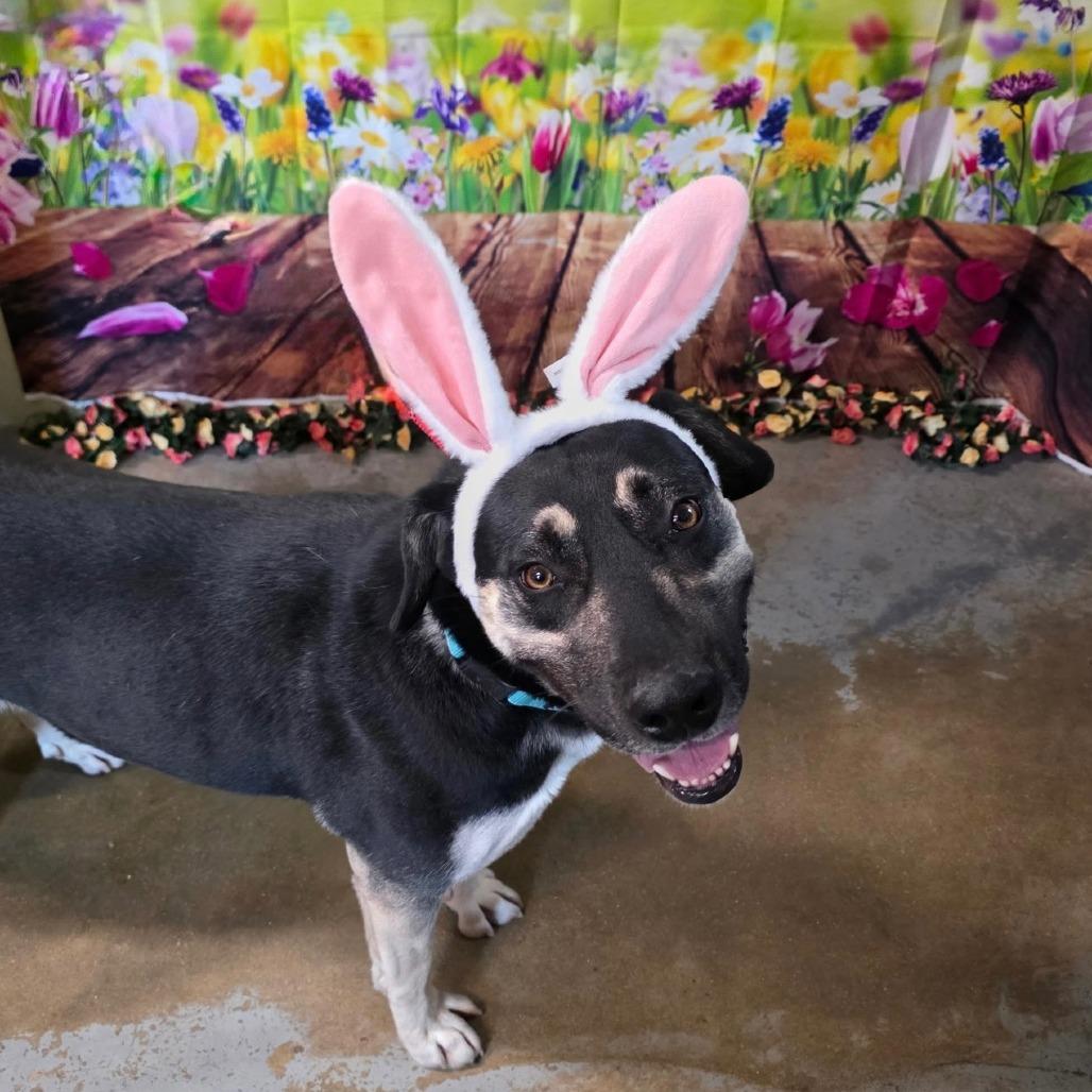 Winston, Adoptable, Adult Male Shepherd.