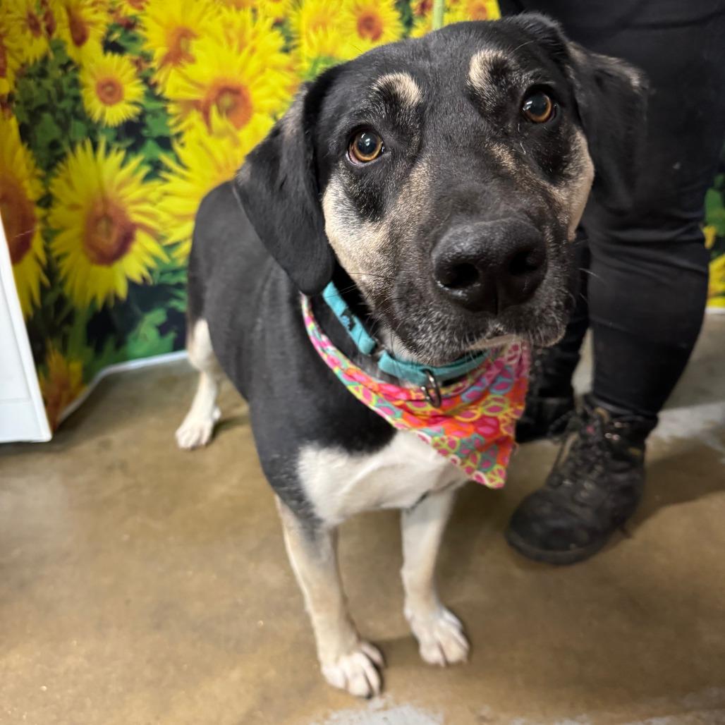 Enlarge Winston, a Adoptable mixed breed in Eureka Springs, AR image 6/6