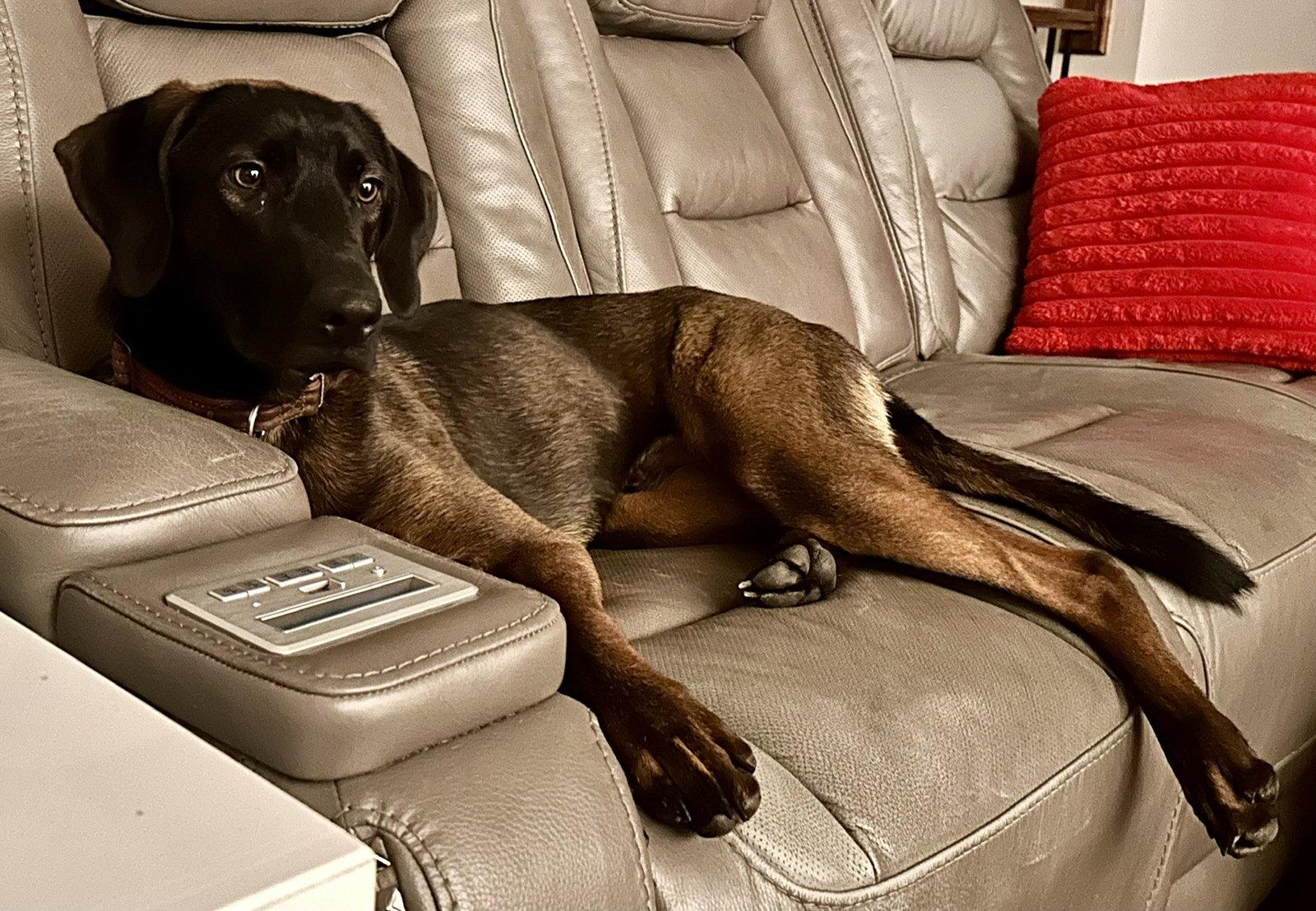 Arthor, Adoptable, Young Male Shepherd & Hound.