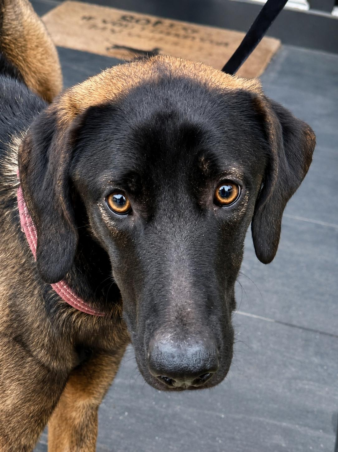 Enlarge Arthor, a Adoptable mixed breed in Lee's Summit, MO image 2/3