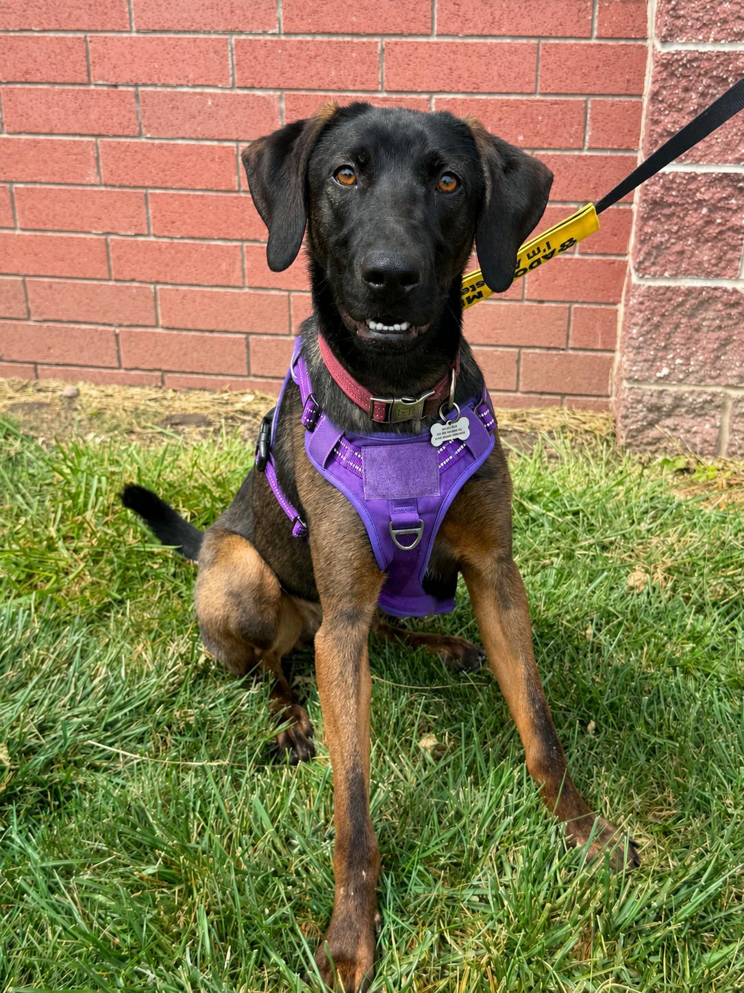 Enlarge Arthor, a Adoptable mixed breed in Lee's Summit, MO image 3/3