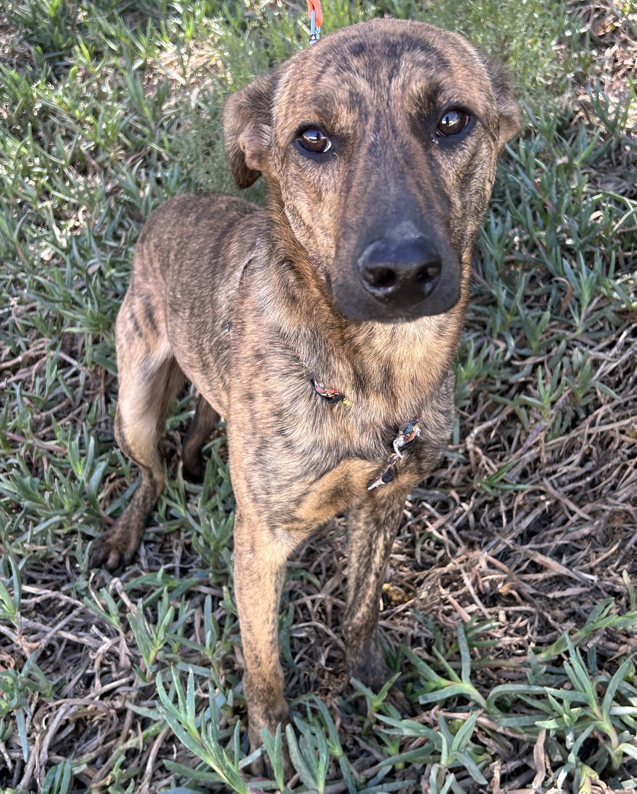Enlarge BRUNO, a ADOPTABLE mixed breed in Bell Gardens, CA image 2/6
