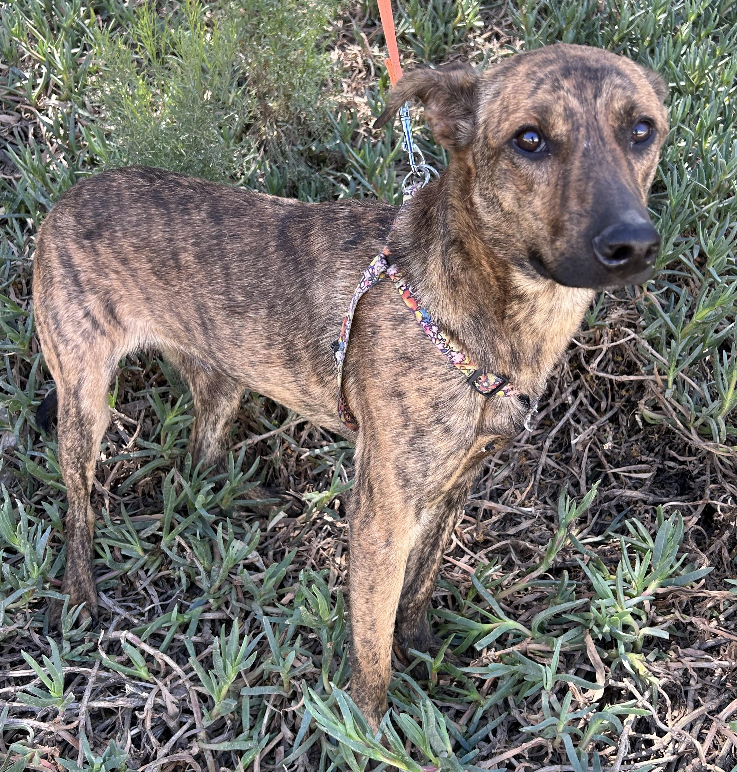 BRUNO, ADOPTABLE, Young Male Plott Hound.
