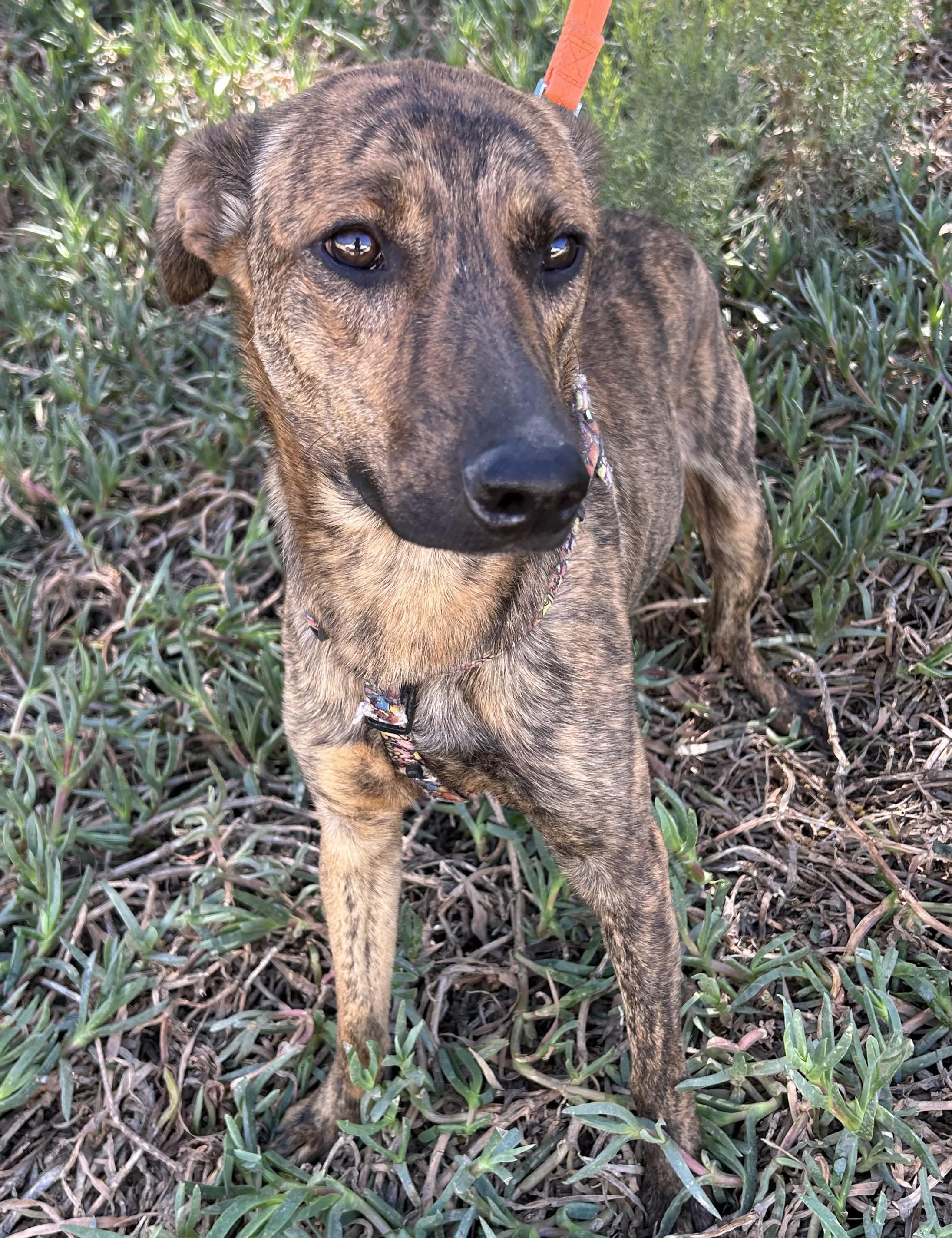 Enlarge BRUNO, a ADOPTABLE mixed breed in Bell Gardens, CA image 4/6