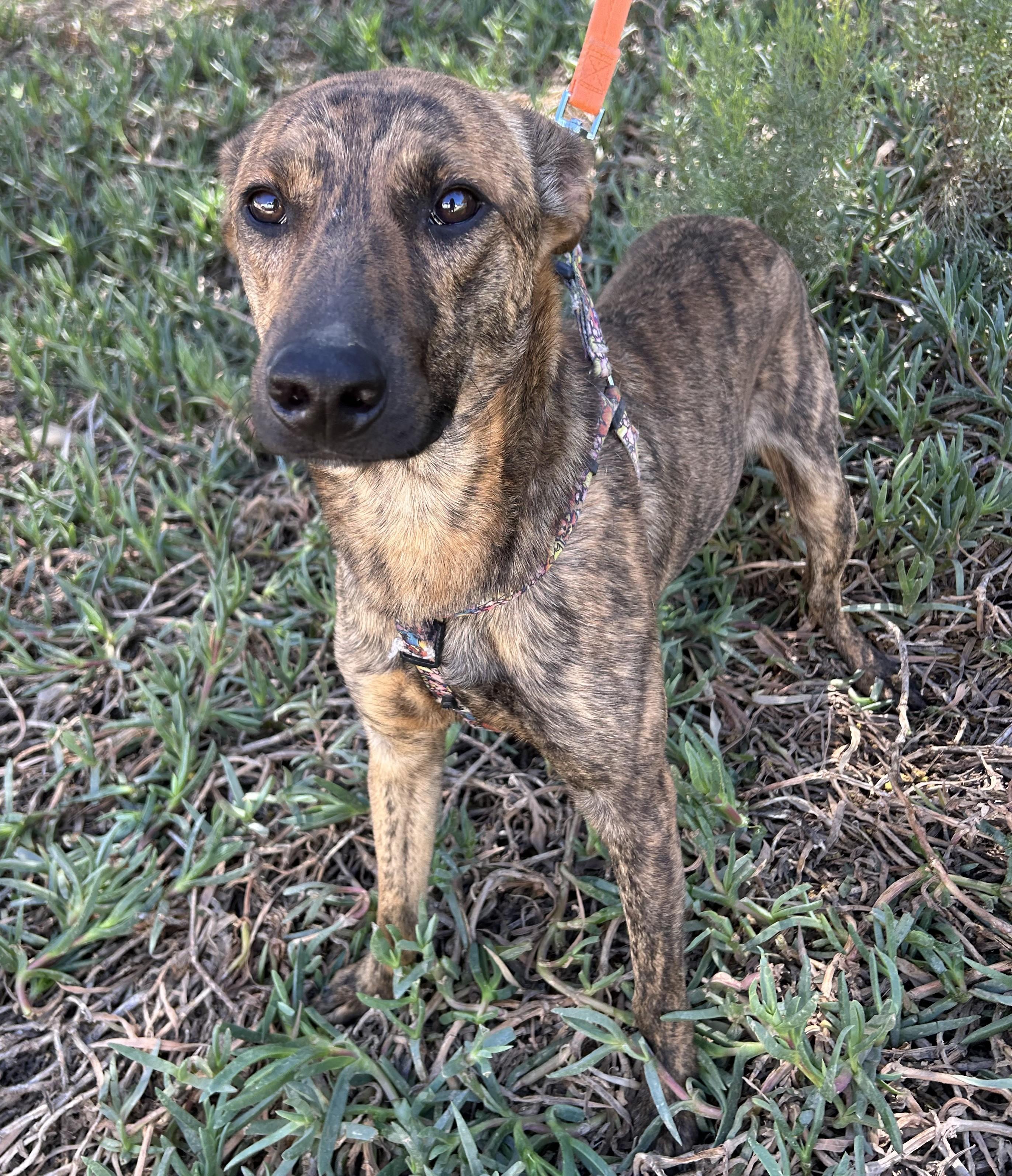 Enlarge BRUNO, a ADOPTABLE mixed breed in Bell Gardens, CA image 3/6