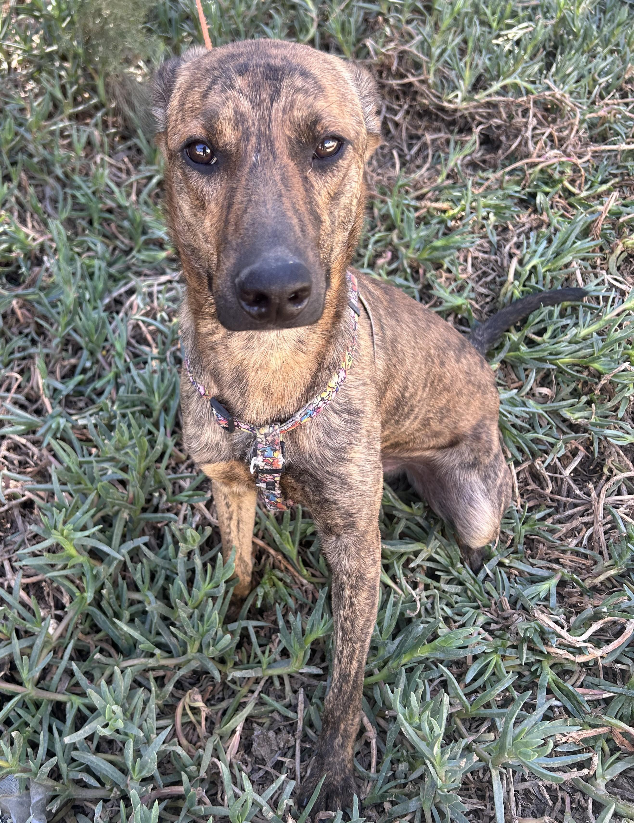 Enlarge BRUNO, a ADOPTABLE mixed breed in Bell Gardens, CA image 5/6