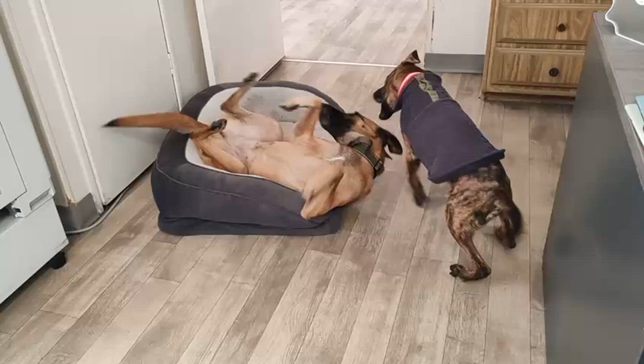 Enlarge BRUNO, a ADOPTABLE mixed breed in Bell Gardens, CA video 6/6