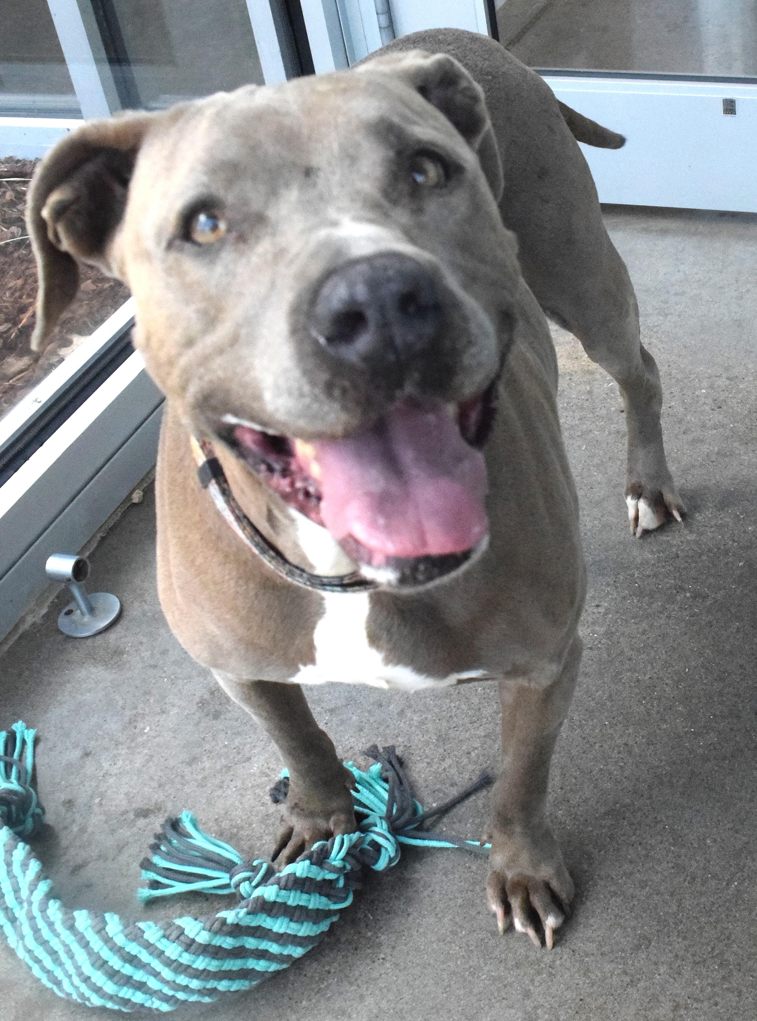 Enlarge #22113, a ADOPTABLE mixed breed in Broken Arrow, OK image 1/1