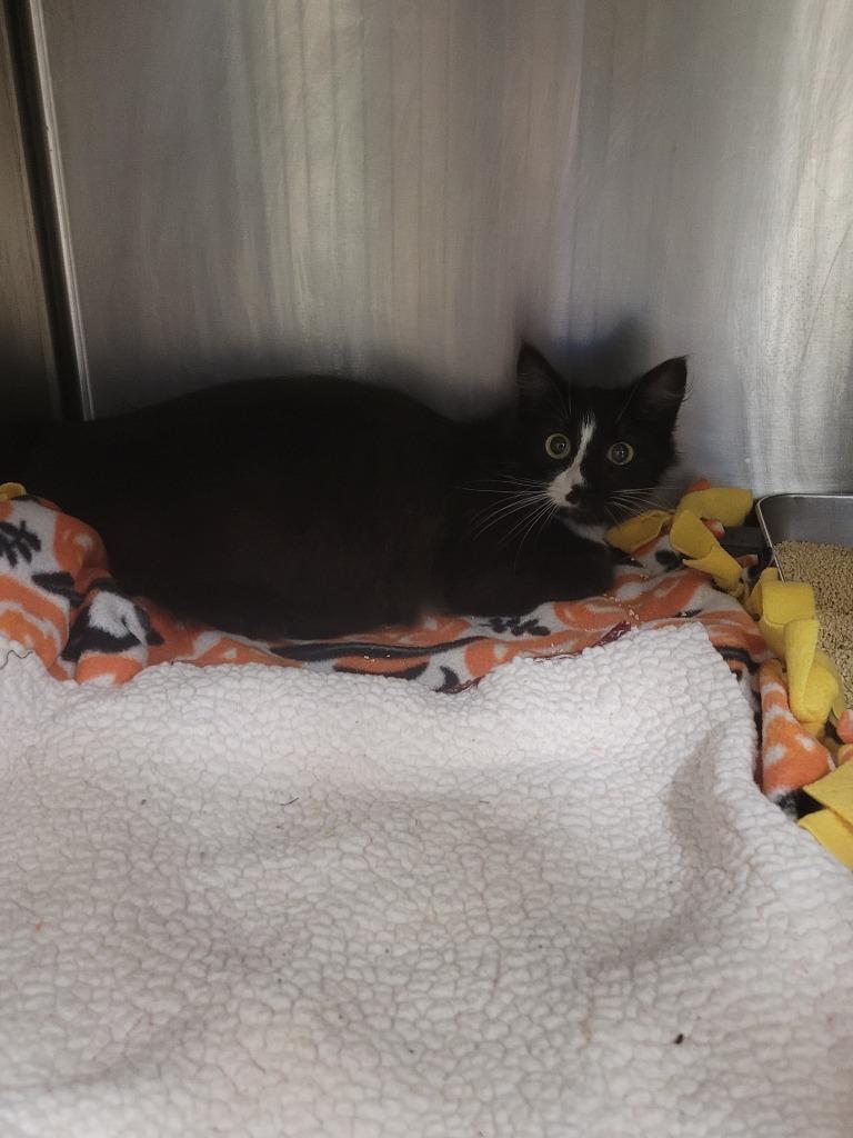 Feather Duster, Adoptable, Young Female Domestic Long Hair.