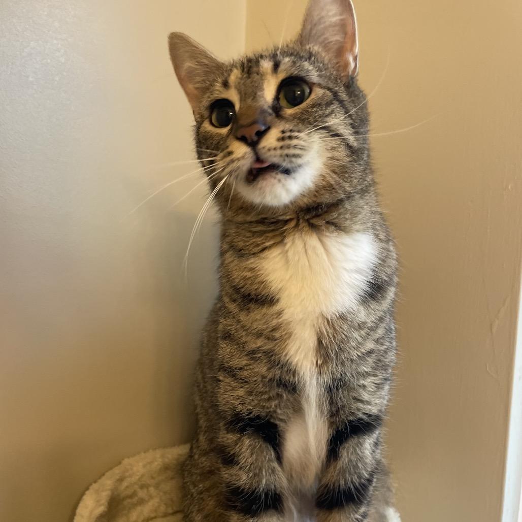 Valentina, Adoptable, Adult Female Domestic Short Hair.