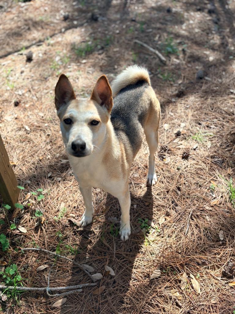 Cayenne, Adoptable, Young Female Husky & Shiba Inu.