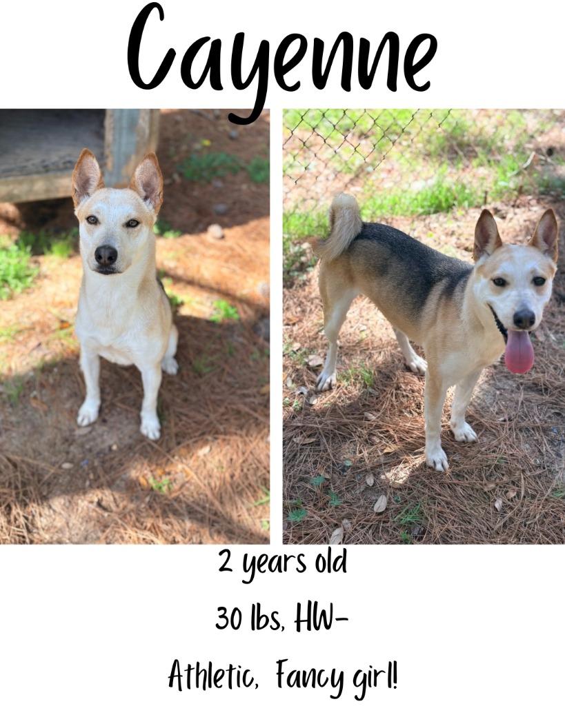 Enlarge Cayenne, a Adoptable mixed breed in Albany, GA image 2/6