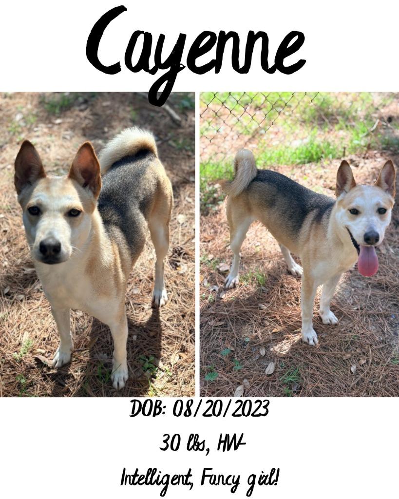 Enlarge Cayenne, a Adoptable mixed breed in Albany, GA image 2/6