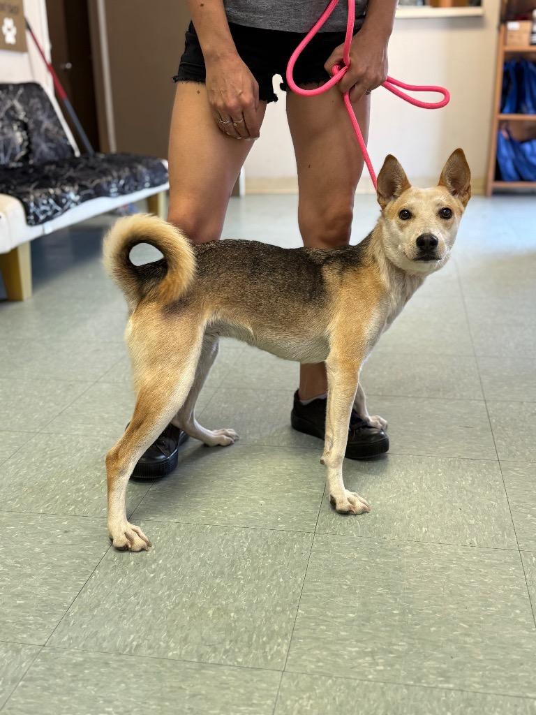 Cayenne, Adoptable, Adult Female Husky & Shiba Inu.