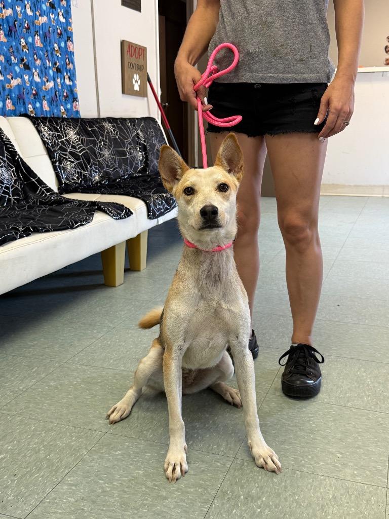 Enlarge Cayenne, a Adoptable mixed breed in Albany, GA image 2/3