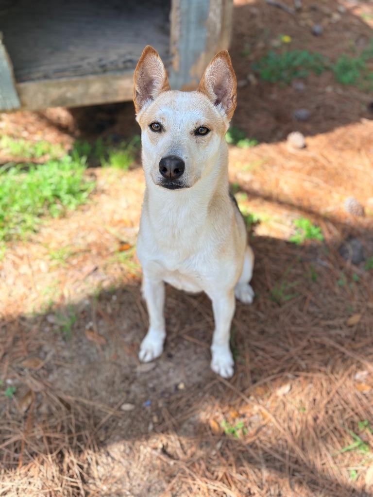 Enlarge Cayenne, a Adoptable mixed breed in Albany, GA image 5/6