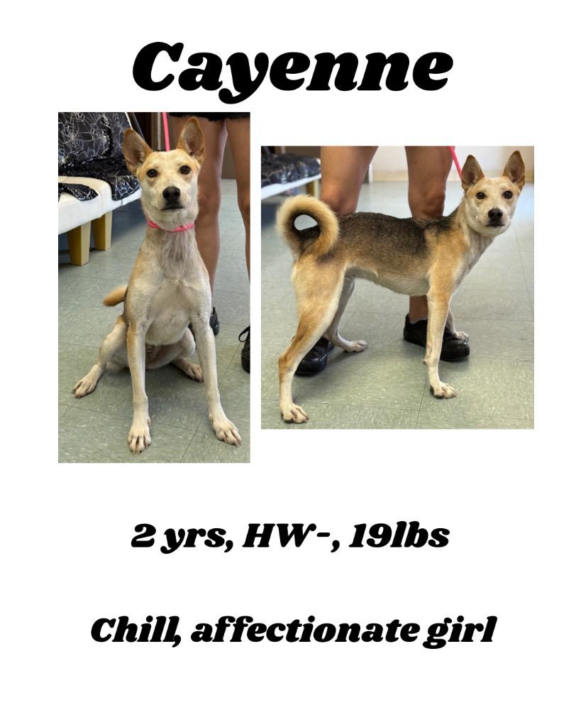 Enlarge Cayenne, a Adoptable mixed breed in Albany, GA image 3/3