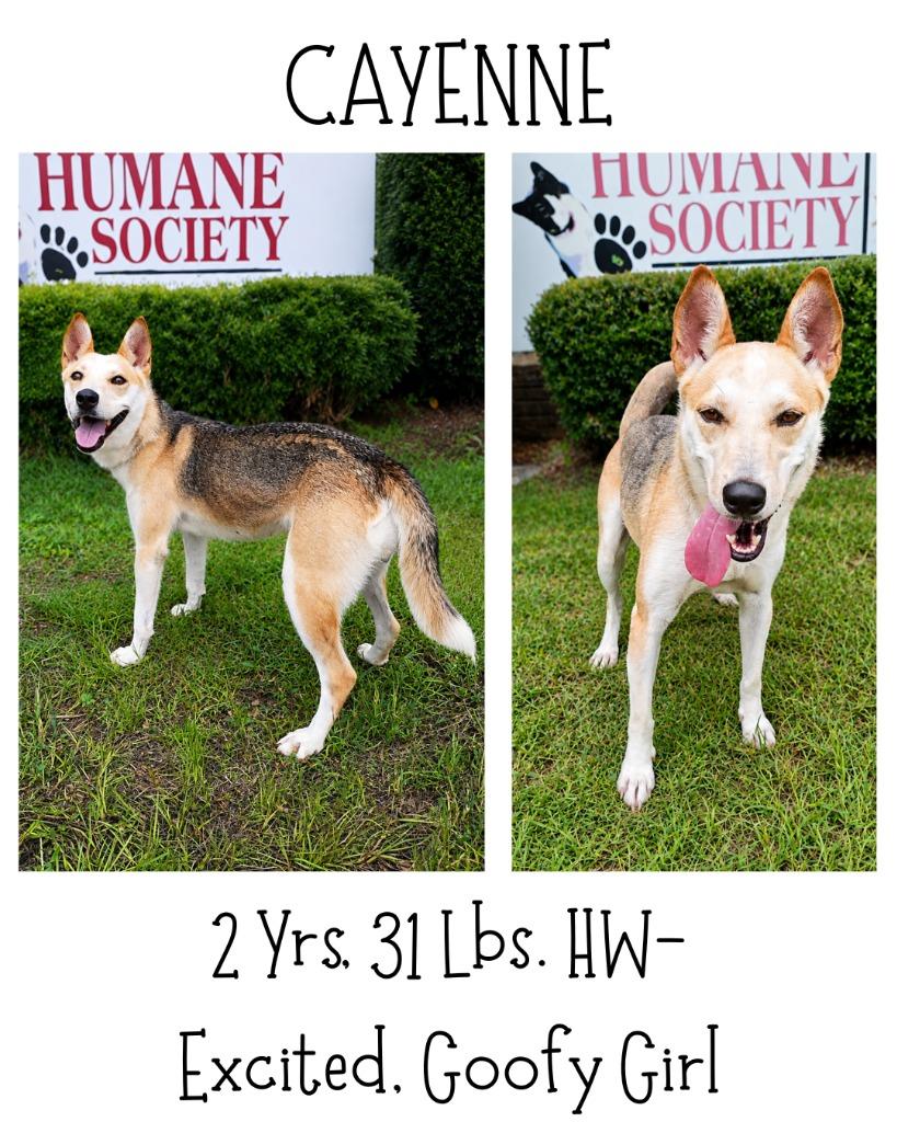 Cayenne, a Adoptable mixed breed in Albany, GA image 5/6
