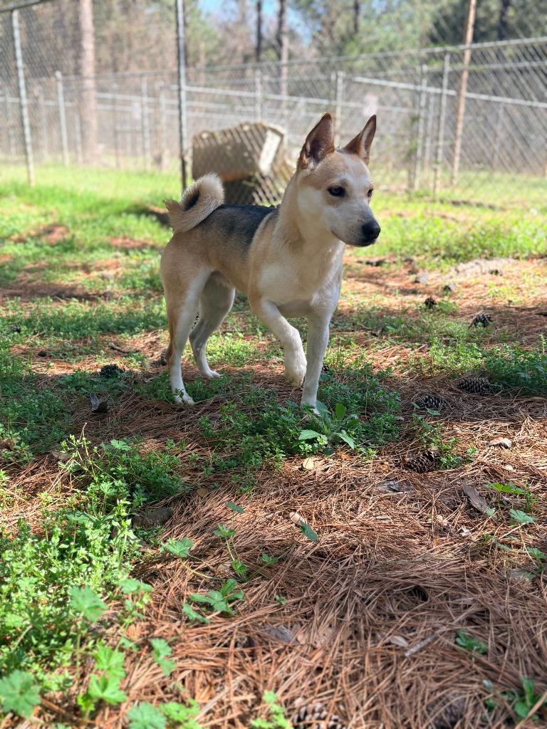 Enlarge Cayenne, a Adoptable mixed breed in Albany, GA image 6/6
