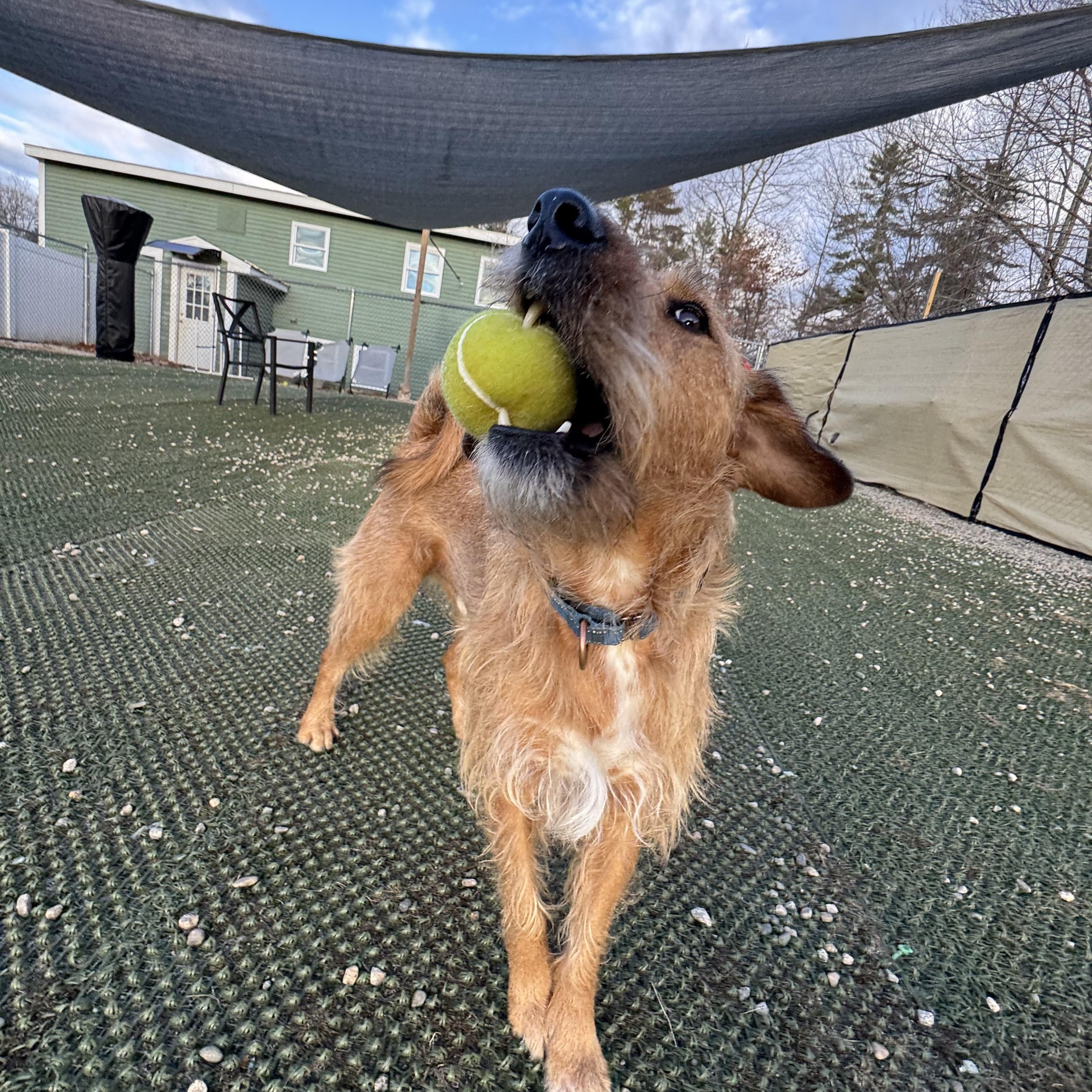 Duncan is in Maine, a Adoptable mixed breed in Falmouth, ME image 1/6