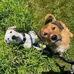 Duncan is in Maine, a Adoptable mixed breed in Falmouth, ME image 6/6