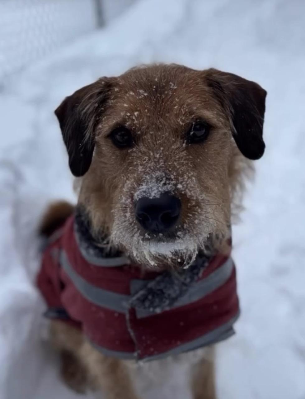 Enlarge Duncan is in Maine, a Adoptable mixed breed in South Portland, ME image 1/6