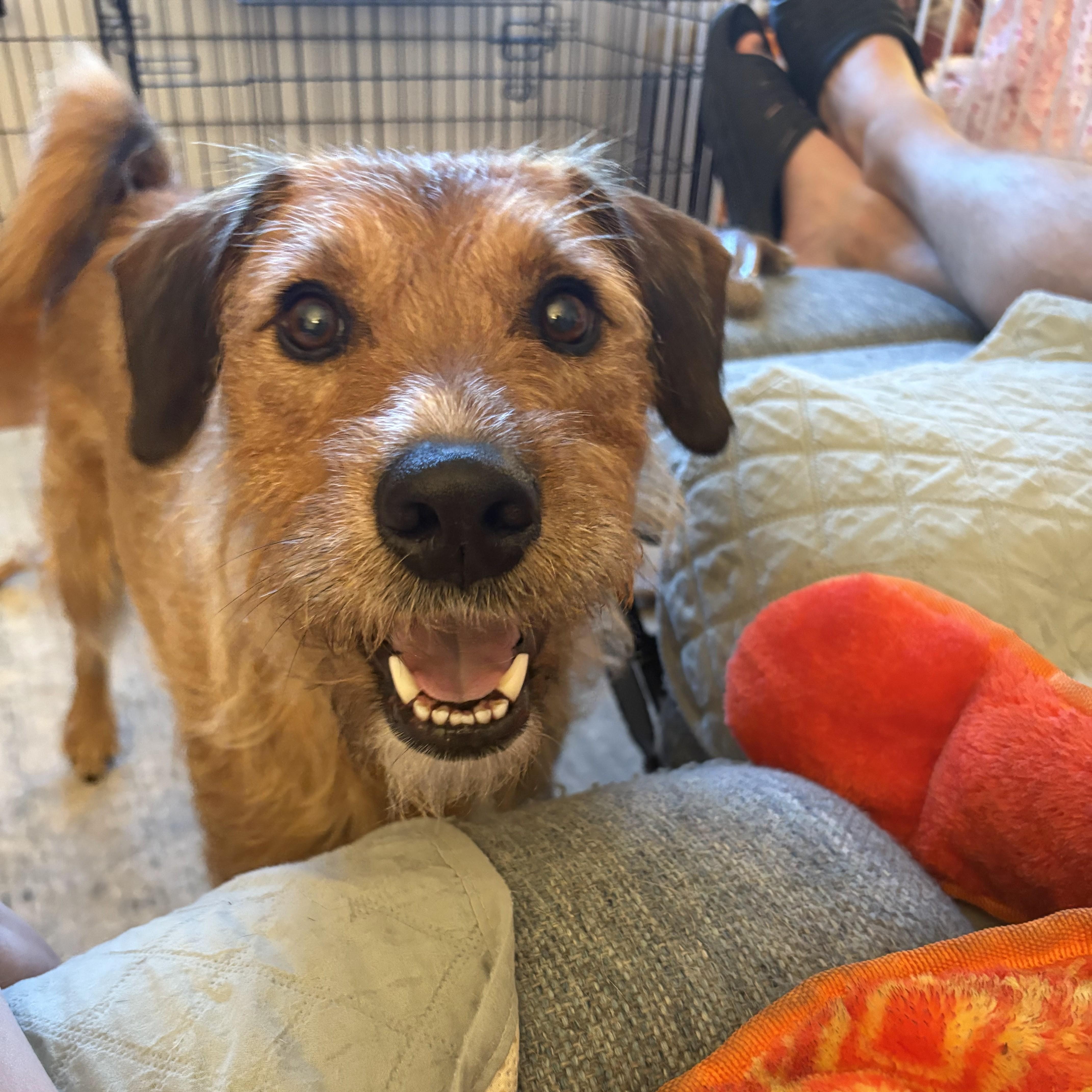 Duncan is in Maine, Adoptable, Adult Male Terrier.