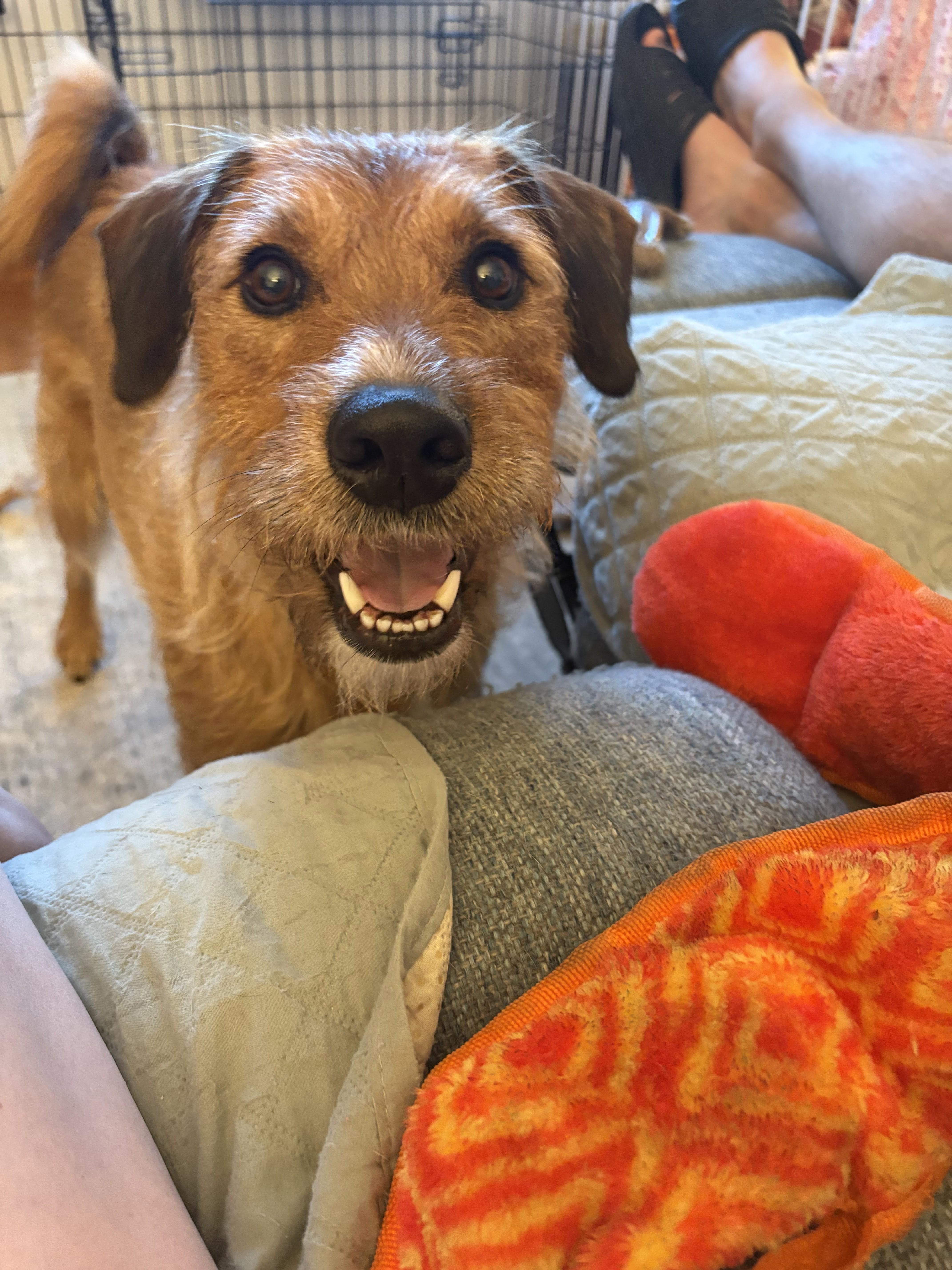 Duncan is in Maine, a Adoptable mixed breed in Falmouth, ME image 2/6