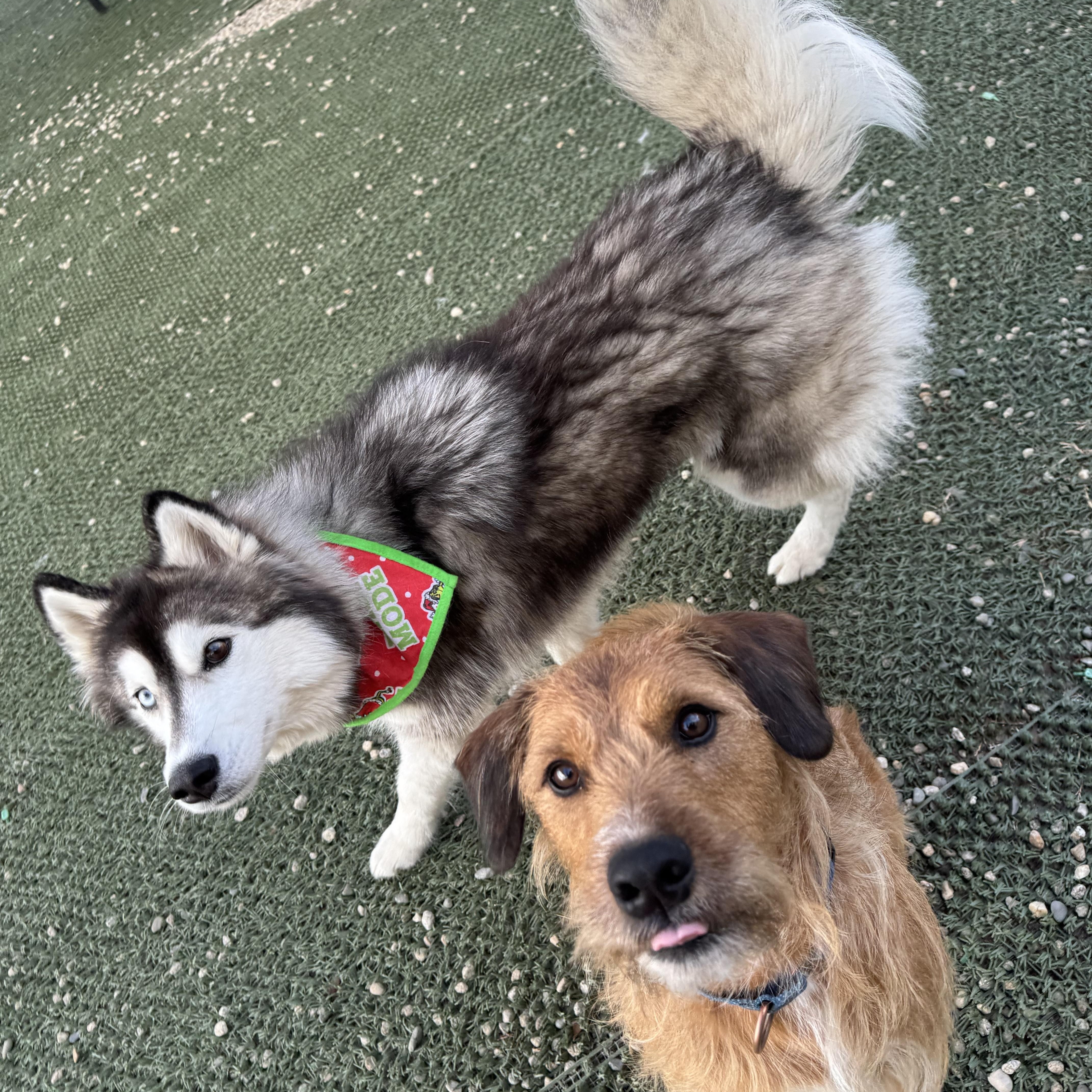 Duncan is in Maine, a Adoptable mixed breed in Falmouth, ME image 3/6