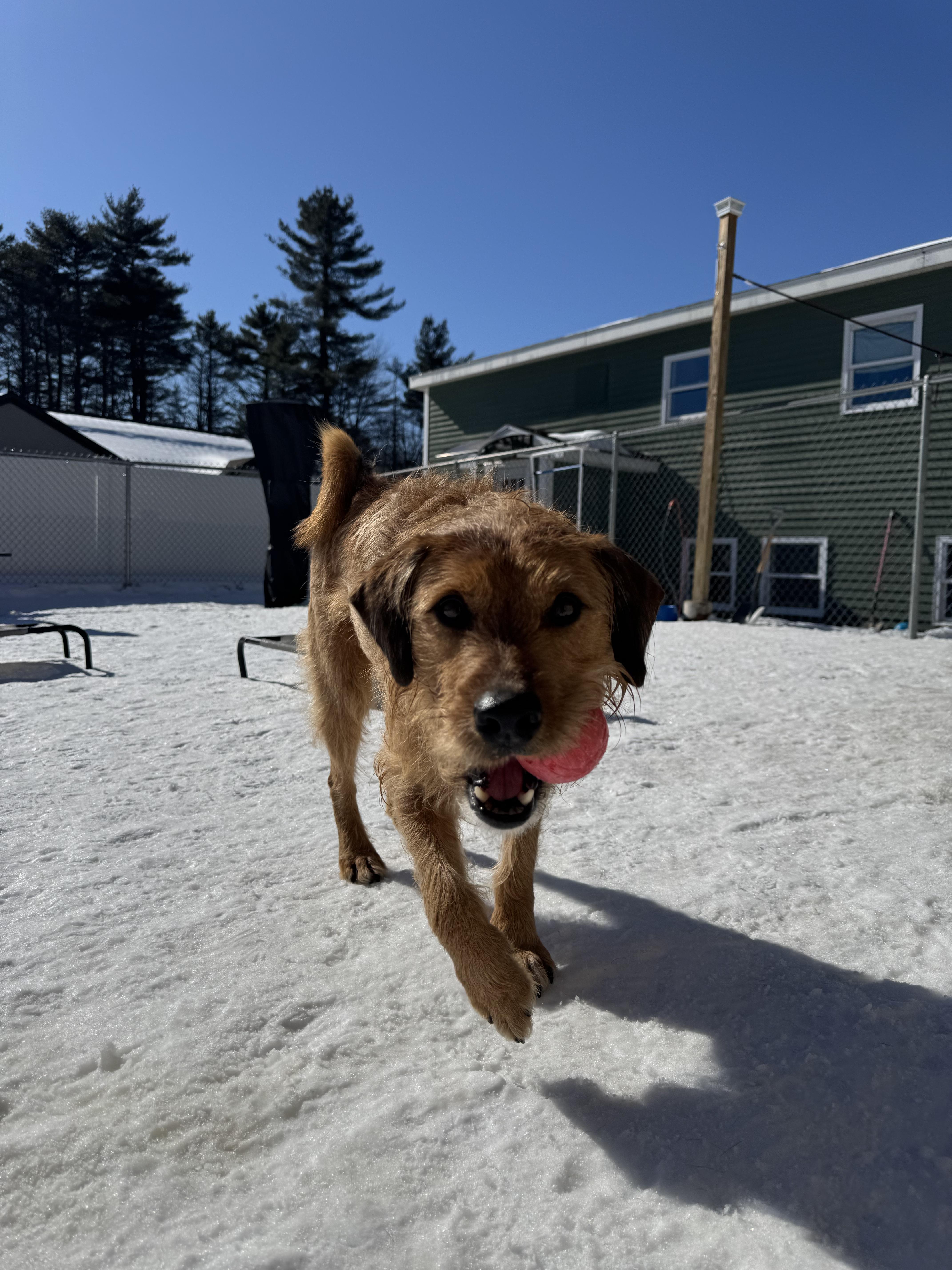 Enlarge Duncan is in Maine, a Adoptable mixed breed in South Portland, ME image 3/6