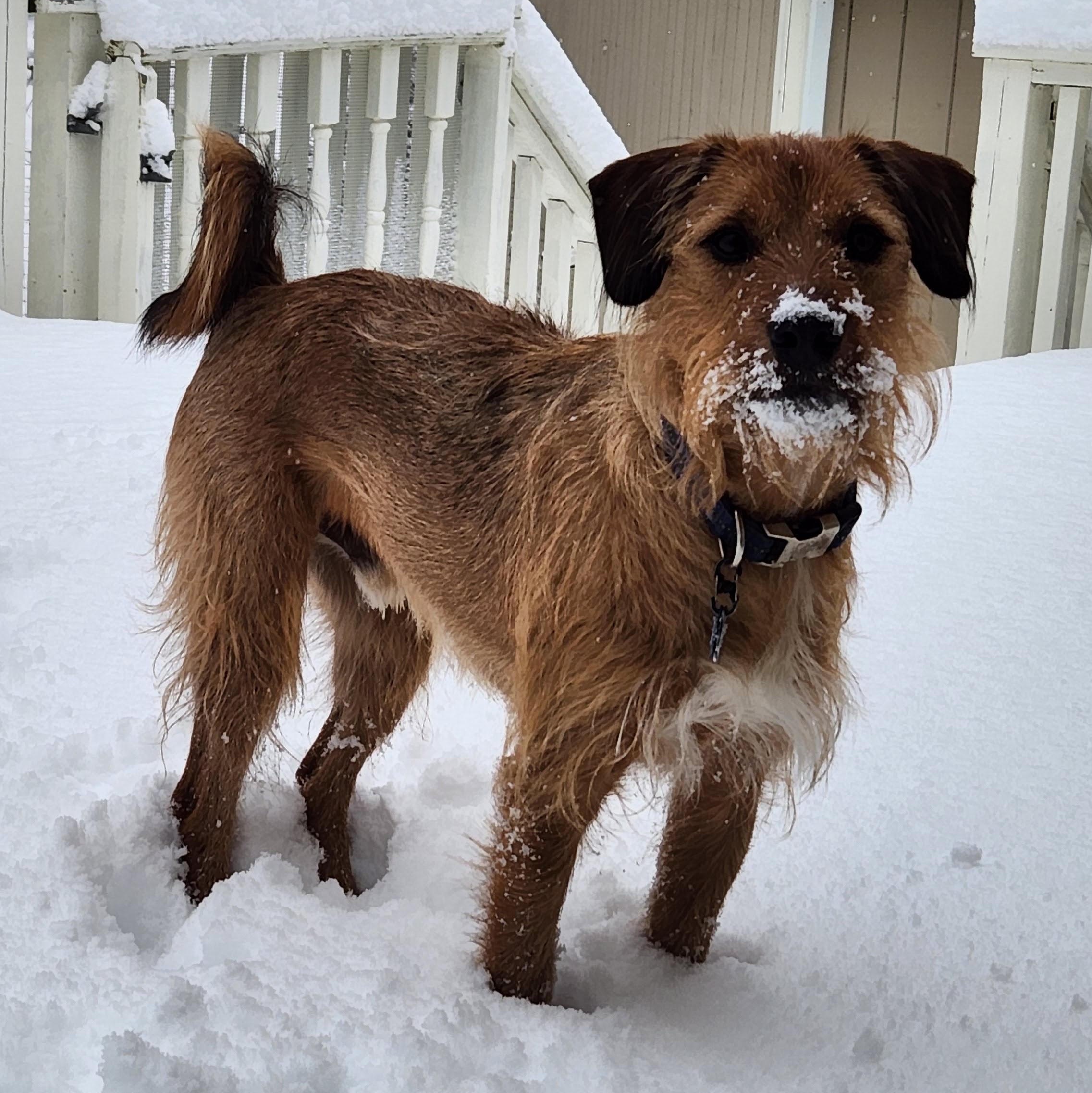 Enlarge Duncan is in Maine RR, a Adoptable mixed breed in South Portland, ME image 5/6