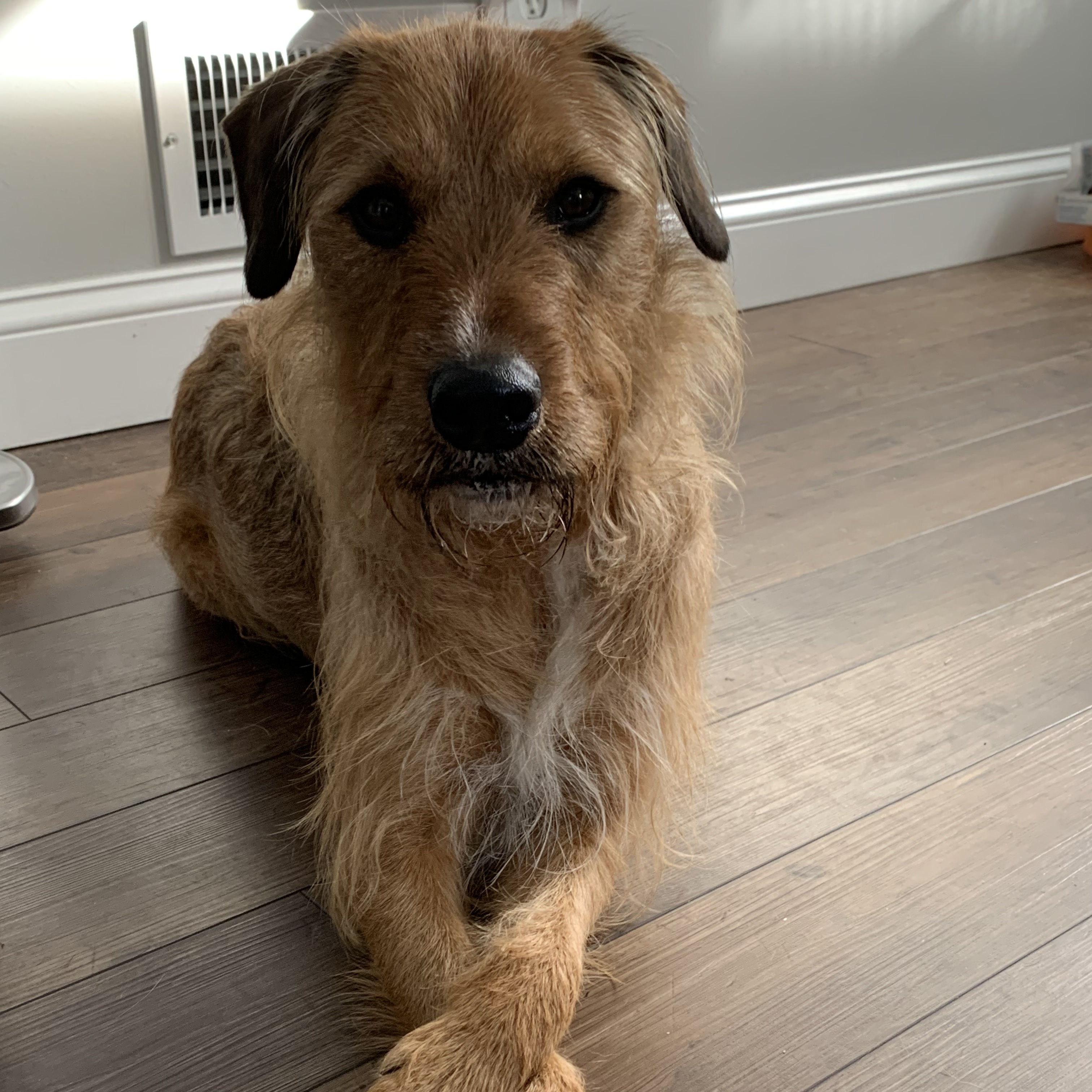 Duncan is in Maine, a Adoptable mixed breed in Falmouth, ME image 4/6