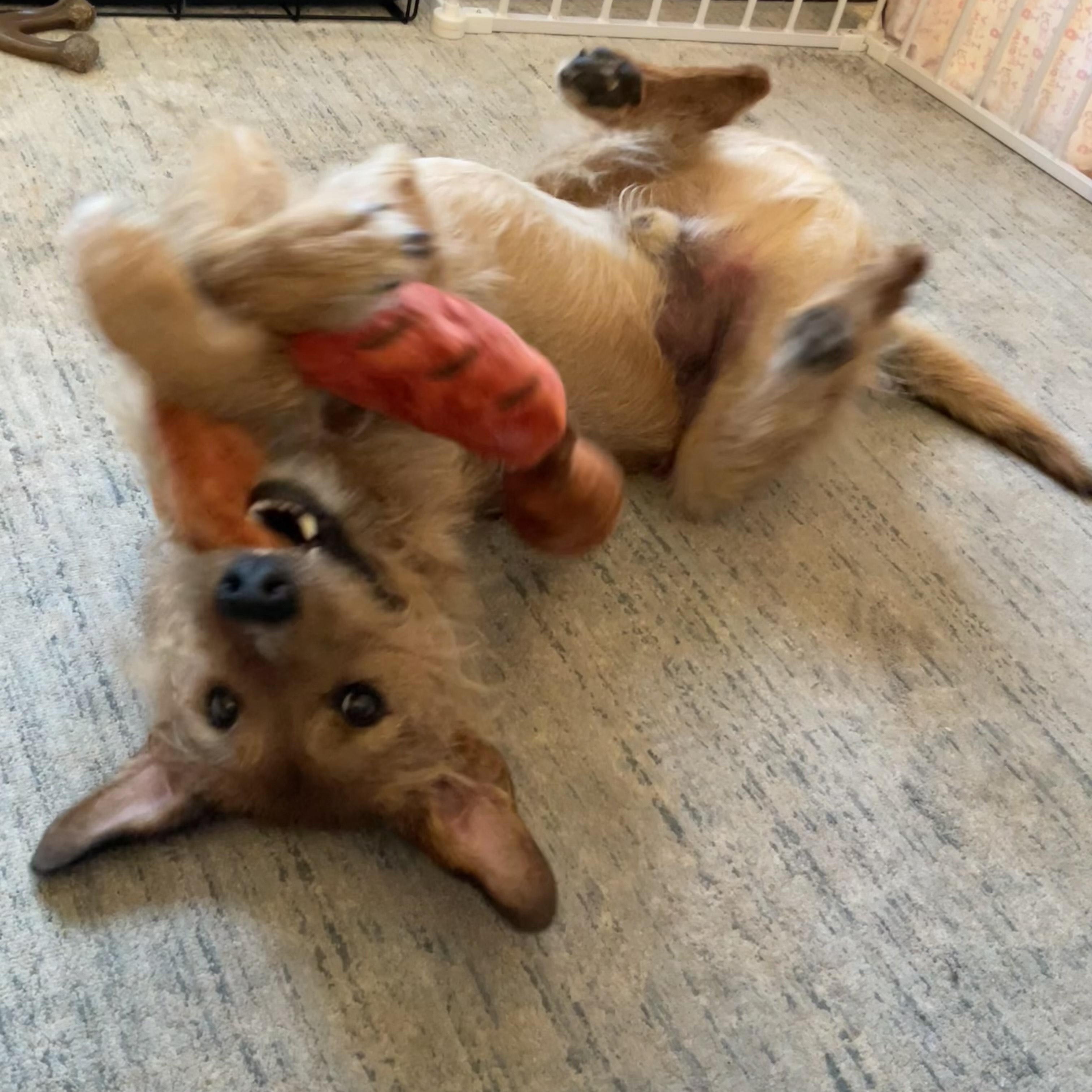 Duncan is in Maine, a Adoptable mixed breed in Falmouth, ME image 5/6