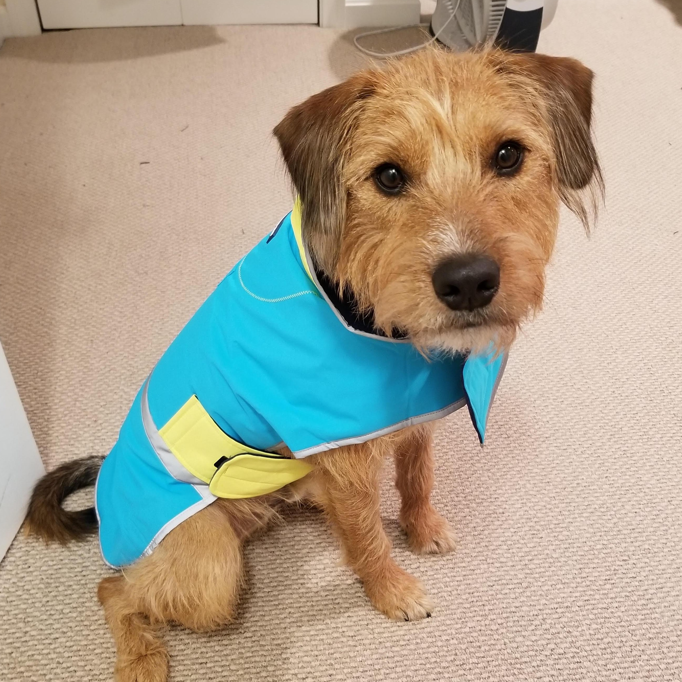 Enlarge Duncan is in Maine RR, a Adoptable mixed breed in South Portland, ME image 1/6