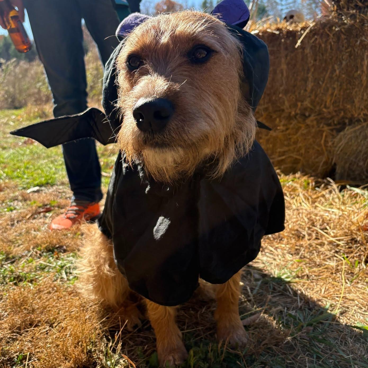 Enlarge Duncan is in Maine RR, a Adoptable mixed breed in South Portland, ME image 6/6
